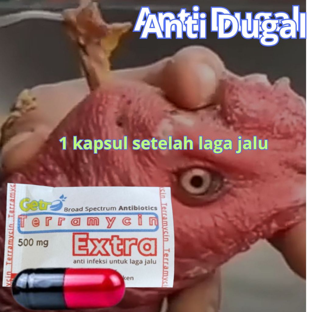 terra extra anti dugal obat ayam laga jalu zeorfarm