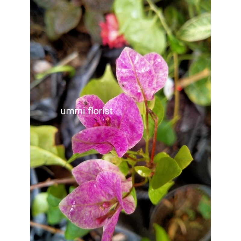 bogenvile vietnam splash