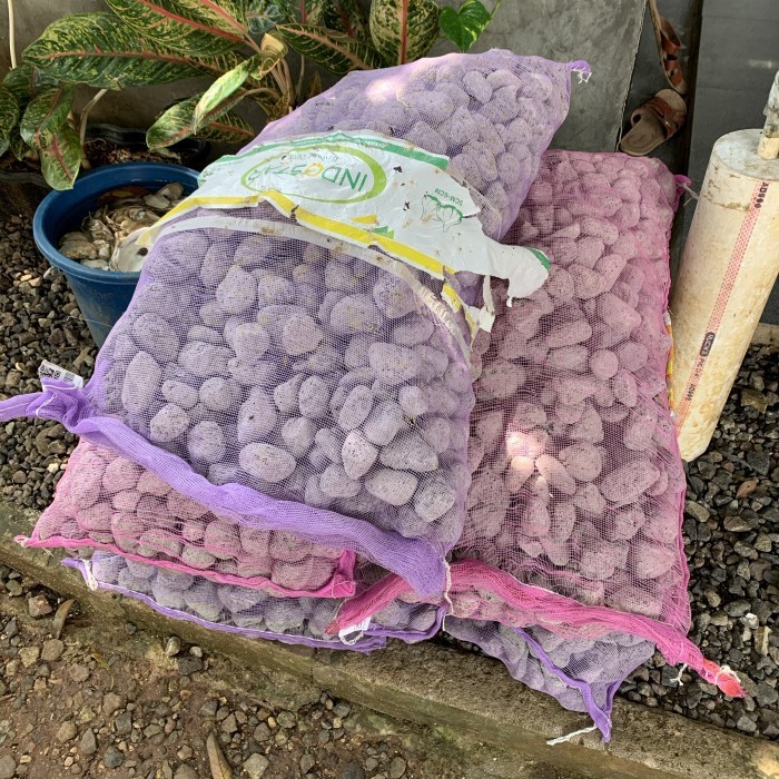 Batu Apung Media Filter Aquarium 1 SAK 20KG