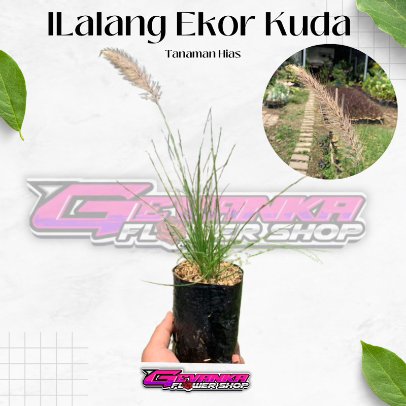 Tanaman ilalang ekor kuda