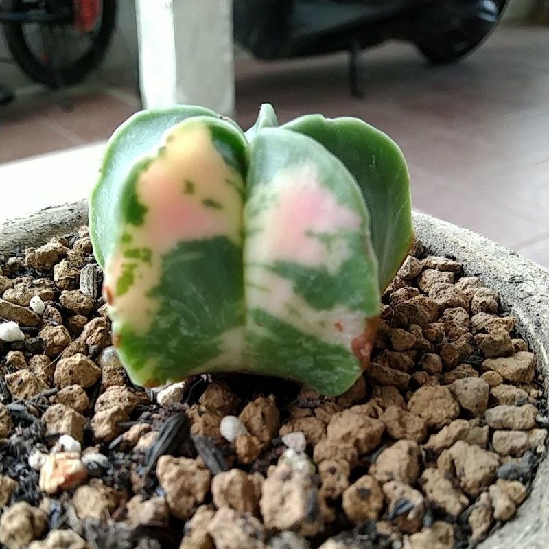 Kaktus Astrophytum myriostigma nudum var