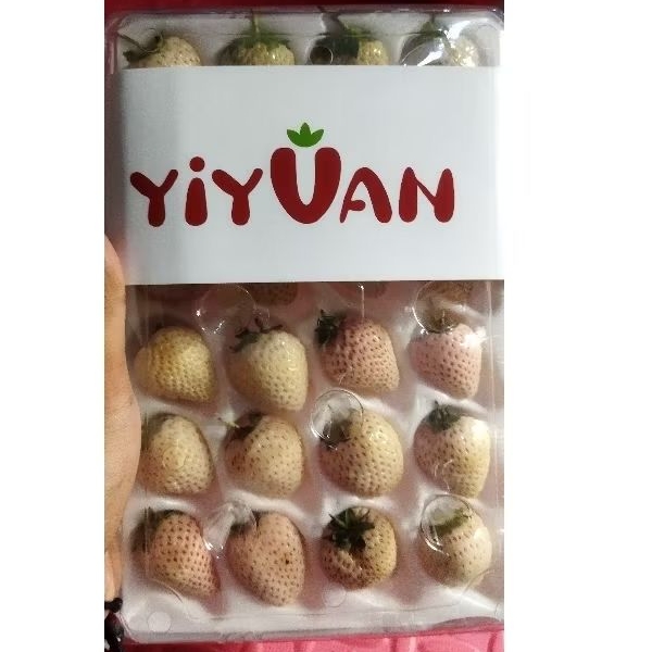 

Stroberi Putih / Strawberry White Yiyuan 1 Pack