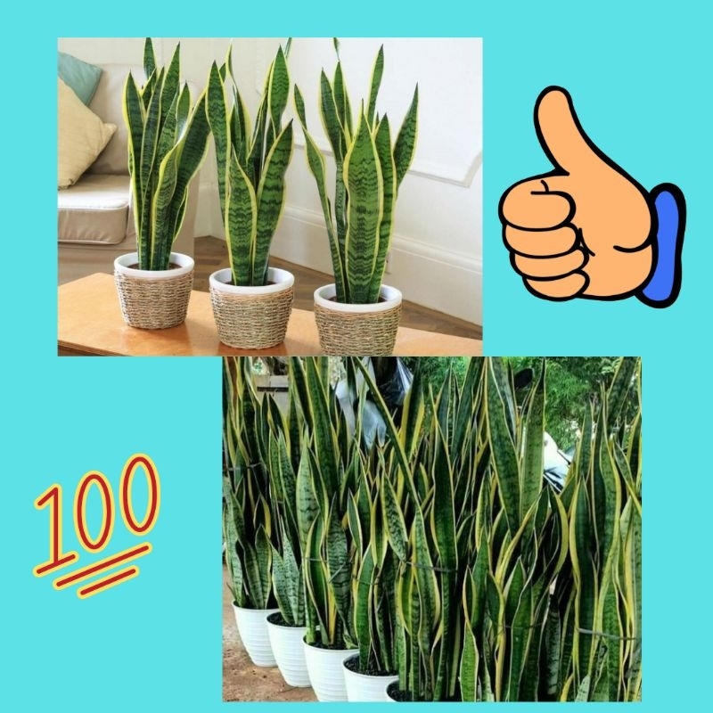 

Isi 10 Pohon Lidah Mertua Asli, Pohon Lidah Mertua Jumbo, Pohon Lidah Mertua Besar