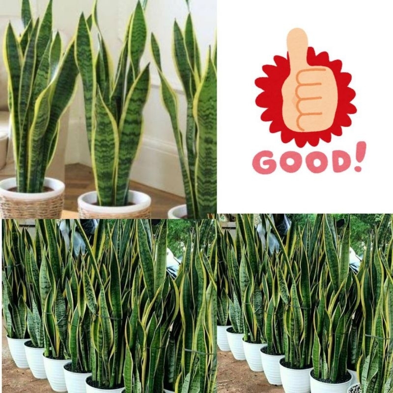 ISI 10 Tanaman Lidah Mertua Hidup, Tanaman Lidah Mertua Jumbo, Tanaman Lidah Mertua Jumbo Super