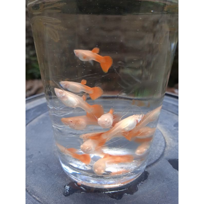 guppy afr big dorsal