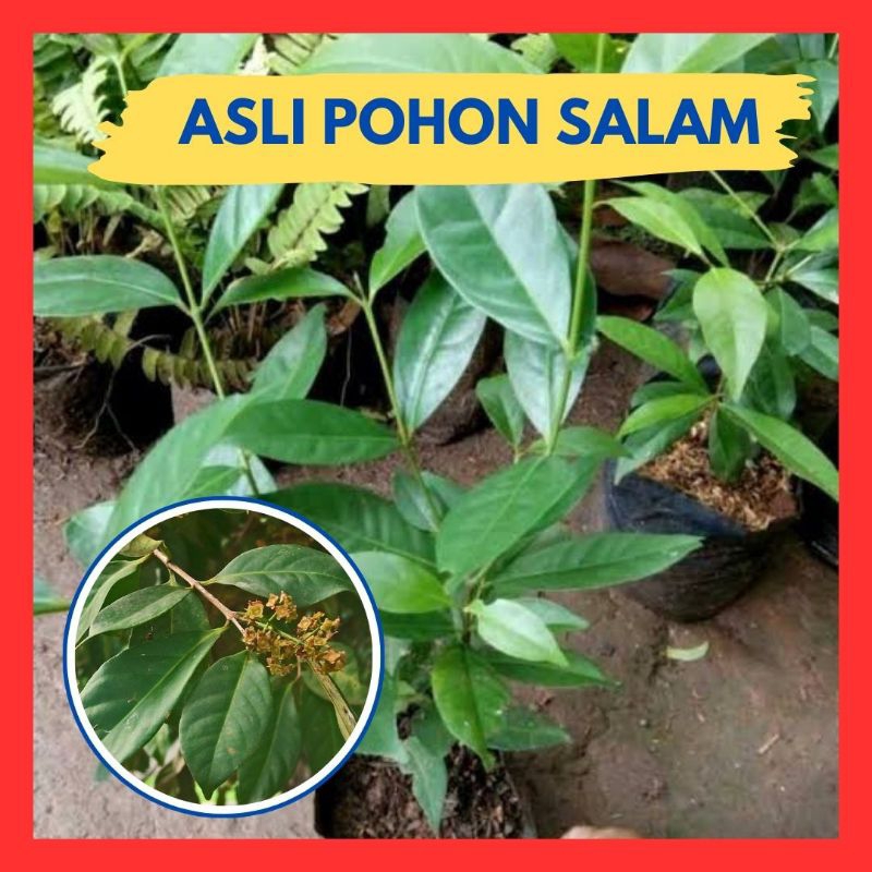 Promo.. Pohon Salam Besar, Pohon Salam Koja