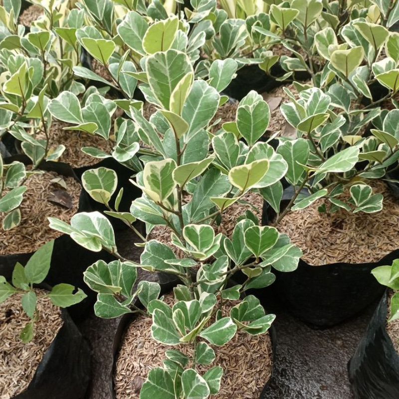 beringin kupu-kupu varigata