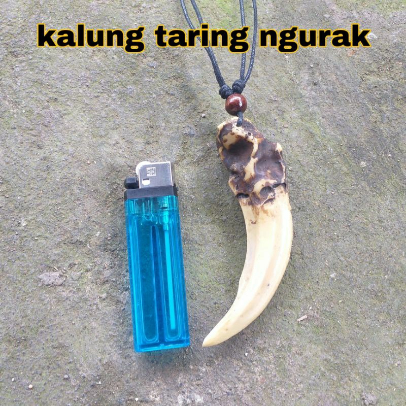 Kalung Etnik Pria Taring Macan Ngurak