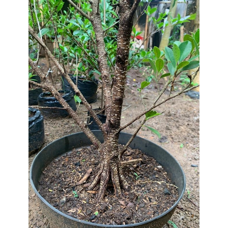 Bonsai Prokar Kimeng pecah Batang Besar 8-9 Progres Pecah Akar