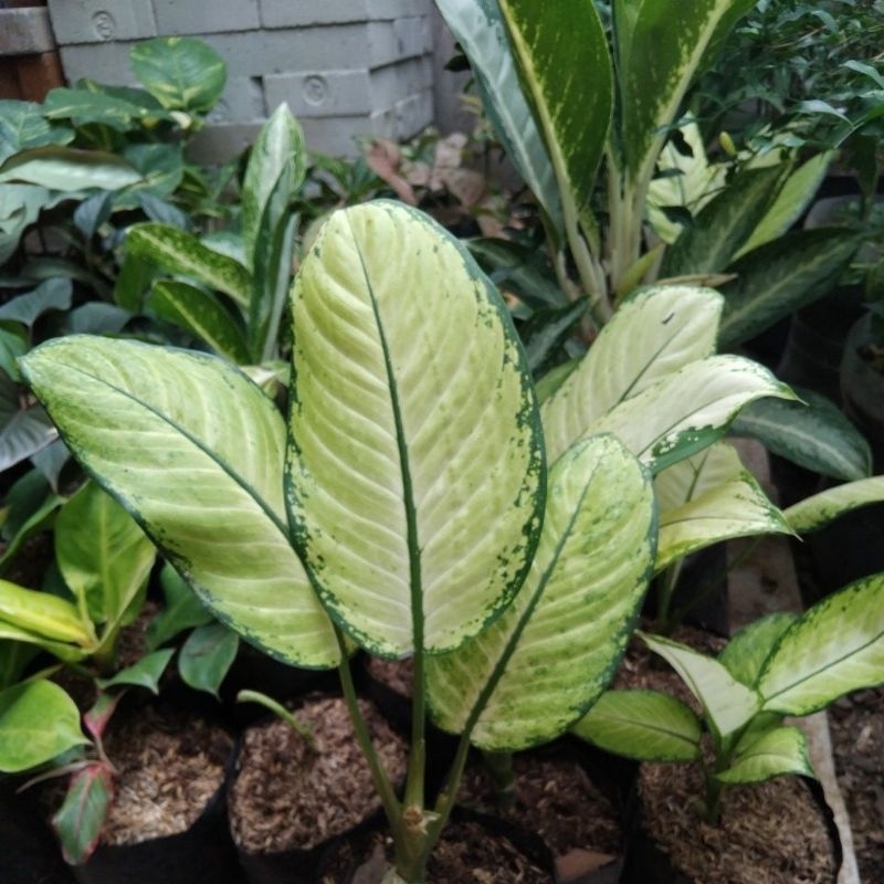 Tanaman hias sri rejeki susu blanceng susu