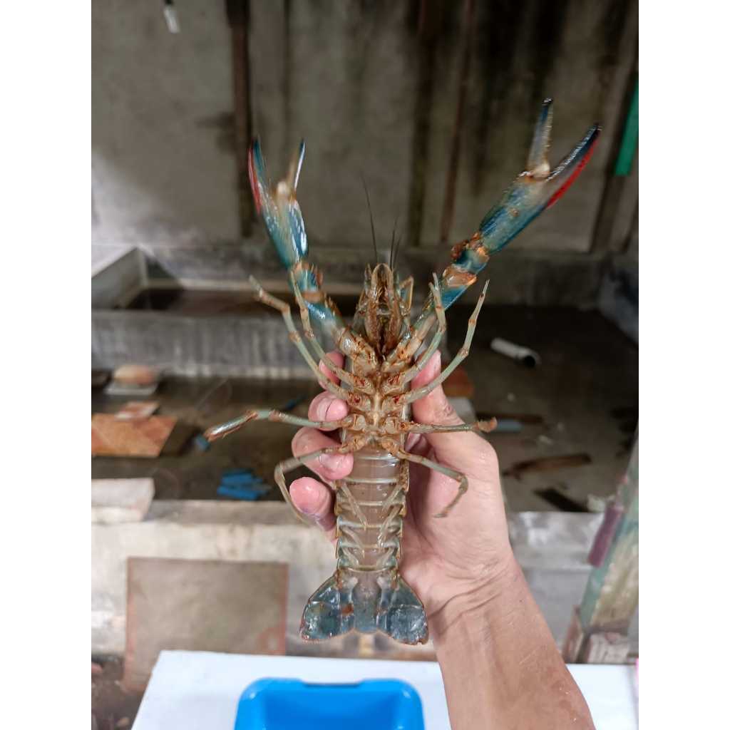 Paket  Indukan Lobster Air Tawar Terbaik – Produktif & Sehat