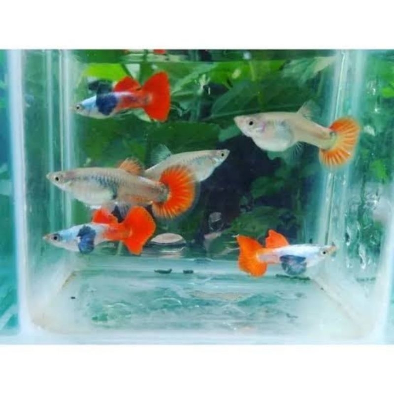 guppy PRTDE 7 pasang