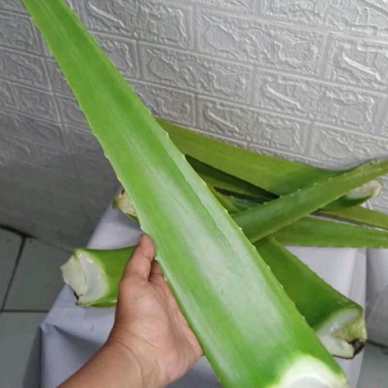 

pelepah lidah buaya segar organik