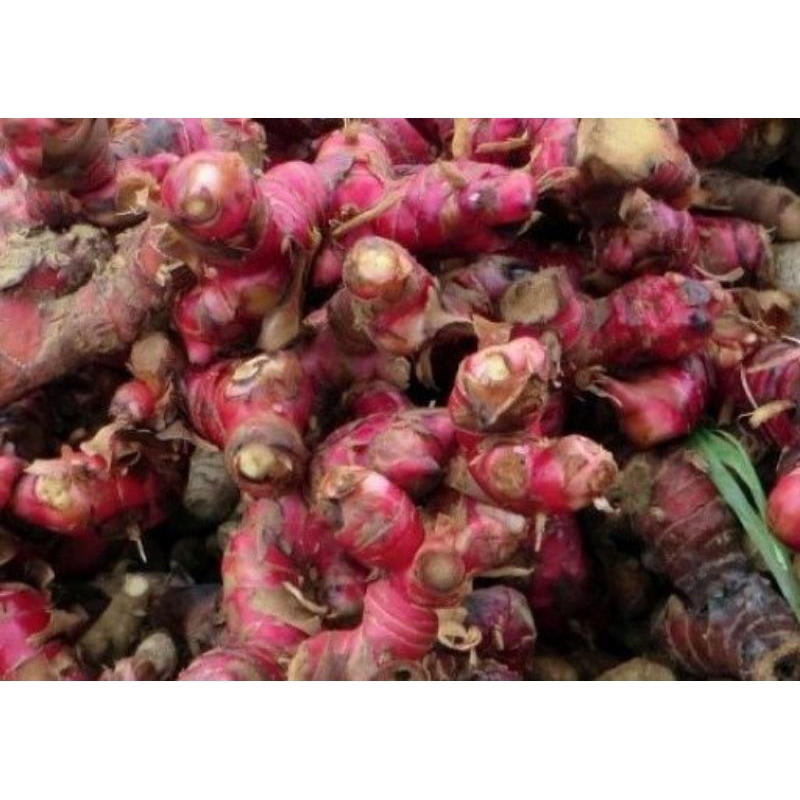 

jahe merah super segar presh murah 100grm