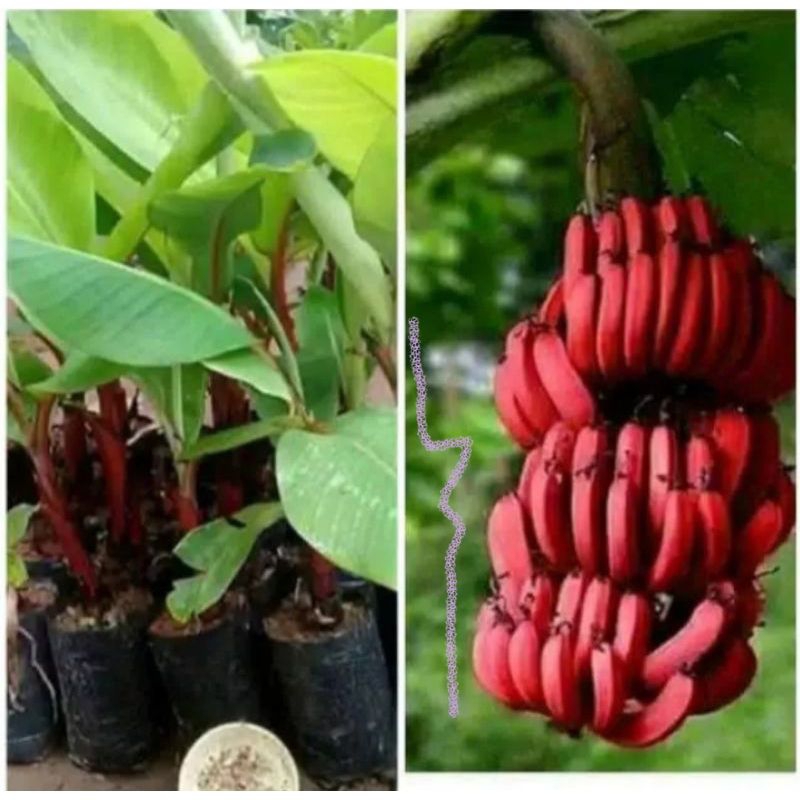 bibit pisang merah pisang kidang