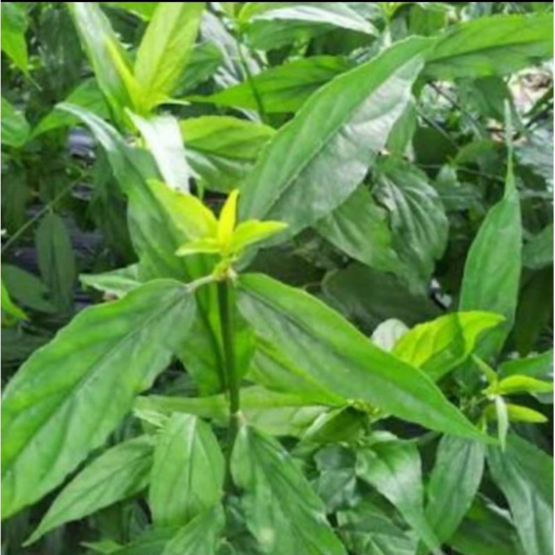 

Daun belalai gajah 500grm