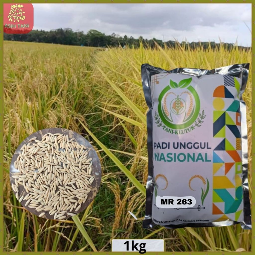Benih Padi MR 263 Bibit PAdi Mr 263 1kg