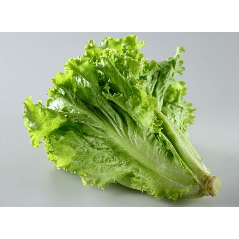 

Sayur Selada Segar