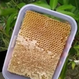 

MADU SARANG ASLI ALAMI 100 GRAM.
