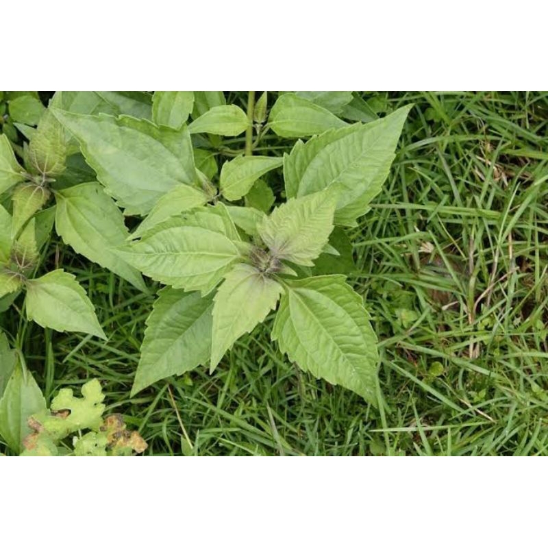 

daun kirinyuh 500gram