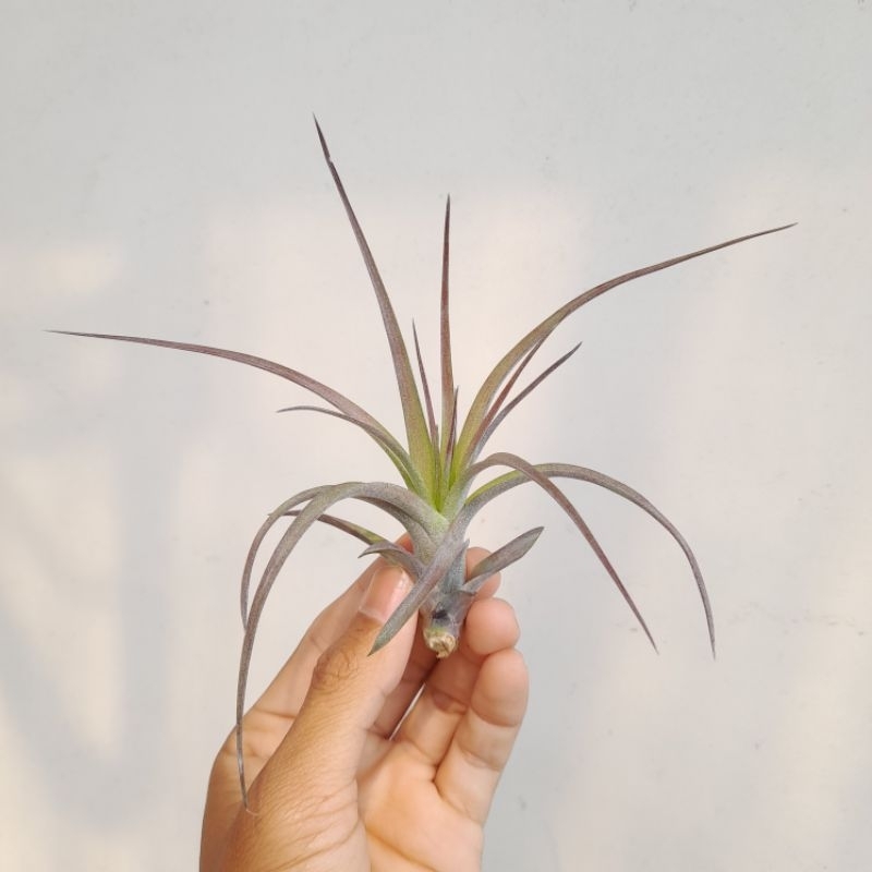 Tillandsia Love Knot (Capitata x Streptophylla) (air plants) / Tanaman Udara / Tanaman Tanpa Media T