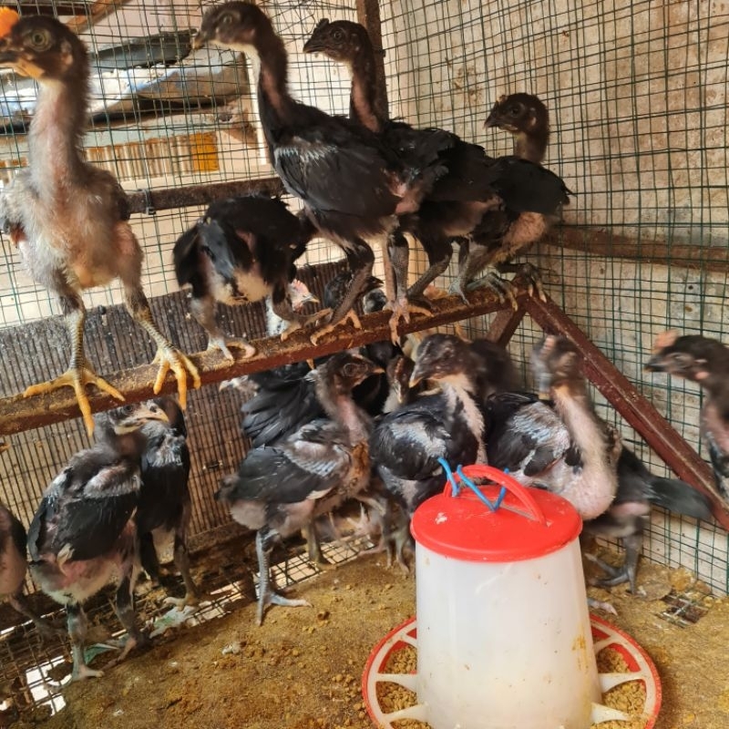 anak ayam pelung cianjur