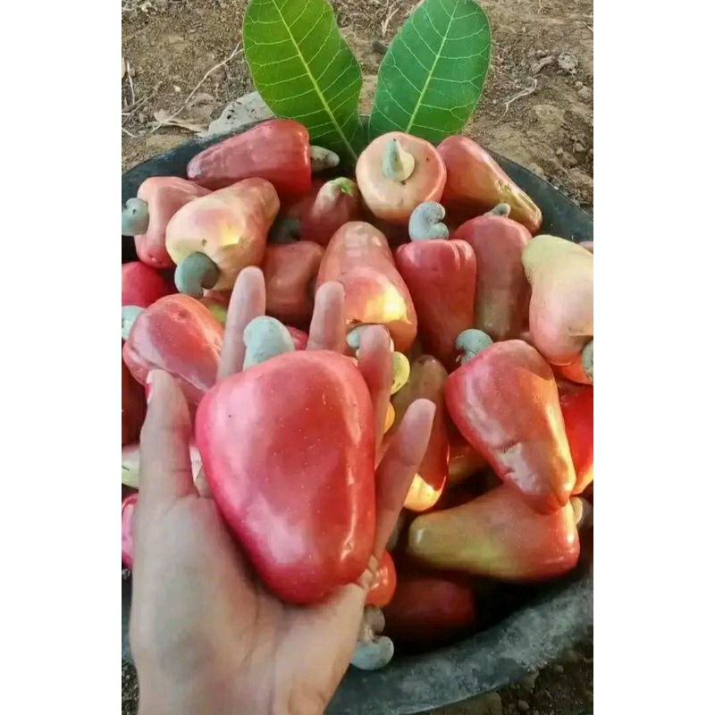 

BUAH JAMBU METE / JAMBU MENTE / JAMBU MONYET 500GRAM FRESH