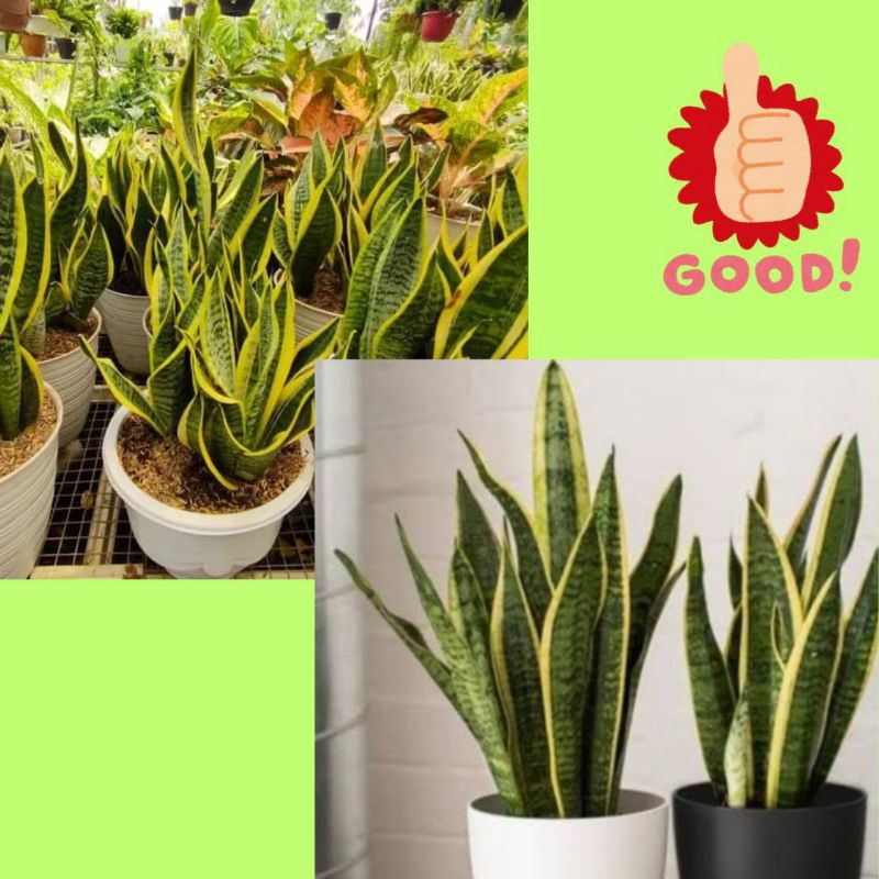 10 Pohon Tanaman Lidah Mertua Mini, Tanaman Lidah Mertua Kecil, Tanaman Lidah Mertua Kuning