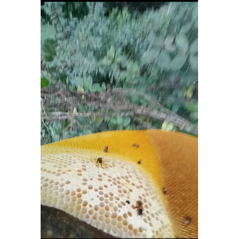 

madu asli Kalimantan 100gr