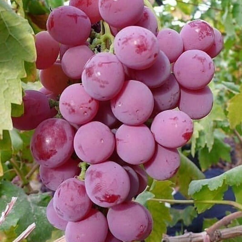 BIBIT TANAMAN BUAH ANGGUR CEPAT BERBUAH DAN LEBAT