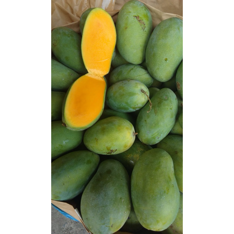 

BACA DESKRIPSI - MANGGA HARUM MANIS MATANG POHON - marketkitabali