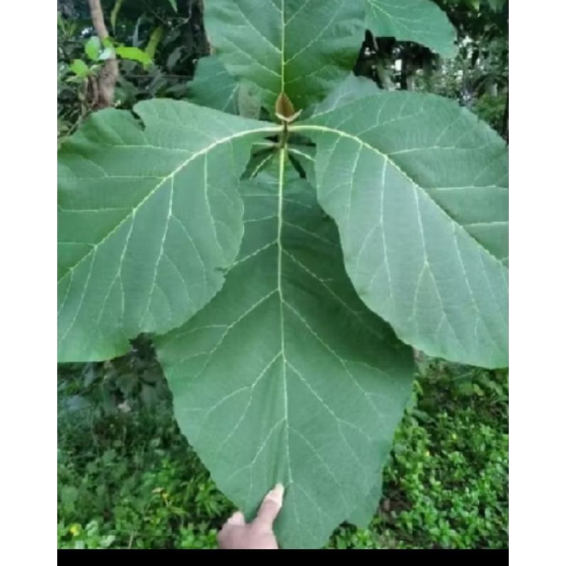 

daun jati segar langsung petik /1kg