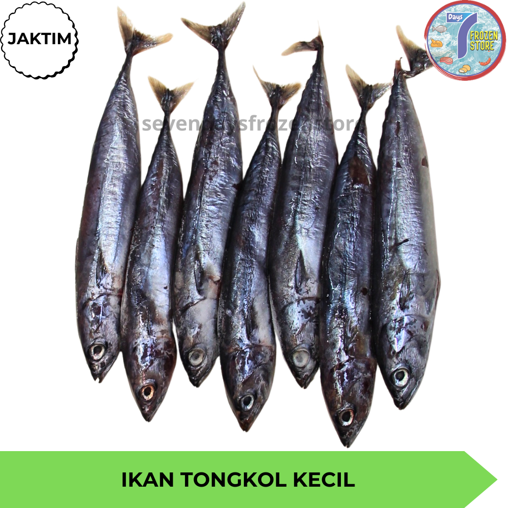 Ikan Tongkol Kecil | Deho Utuh Beku Frozen 800 - 900 Gr