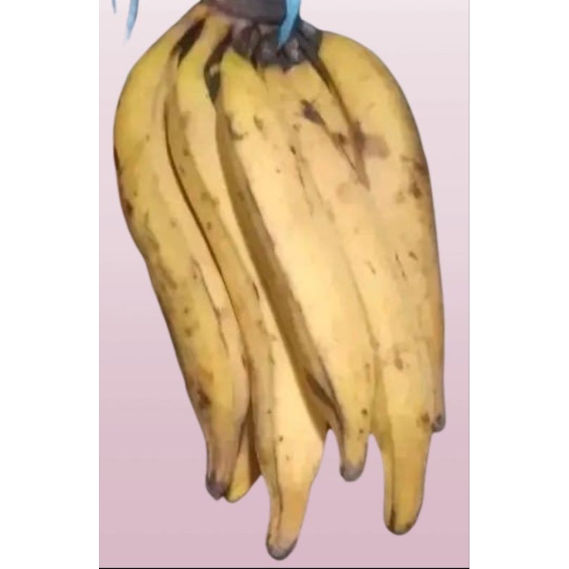 

Pisang Tanduk Madu