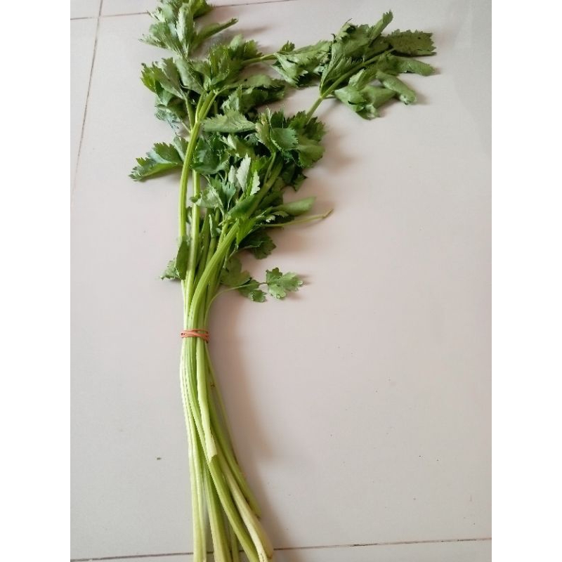 

Daun seledri segar 1 ikat