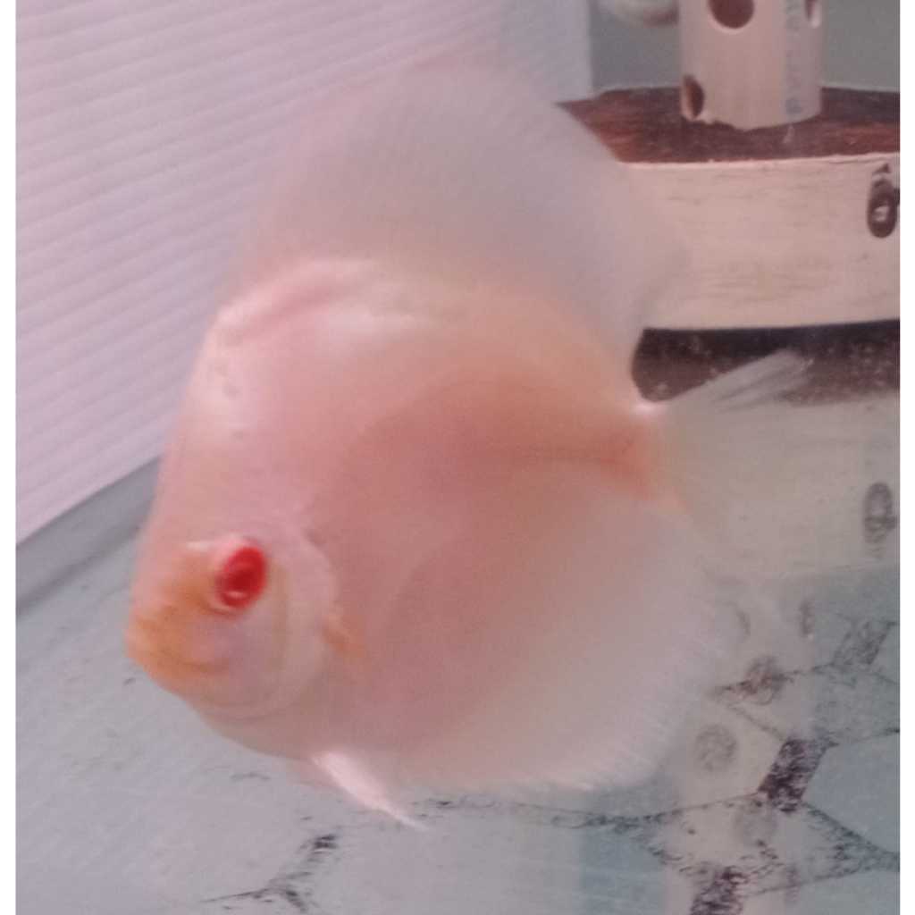 Ikan Discus Albino Platinum 2,5" inch s/d 5" inch