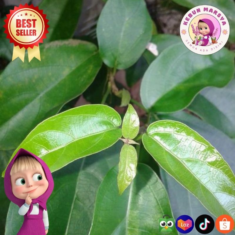 

Daun Cincau Hijau Fresh Perdu - KebunMarsya