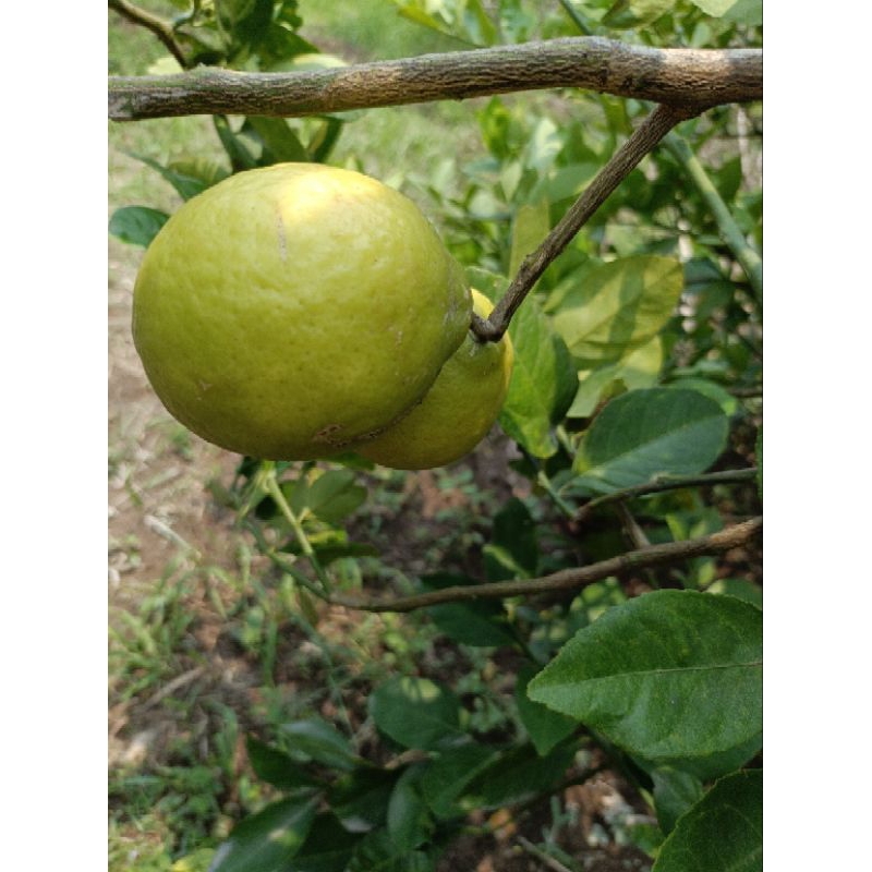

LEMON ECER PER BIJI SEGAR PANEN KEBUN SENDIRI