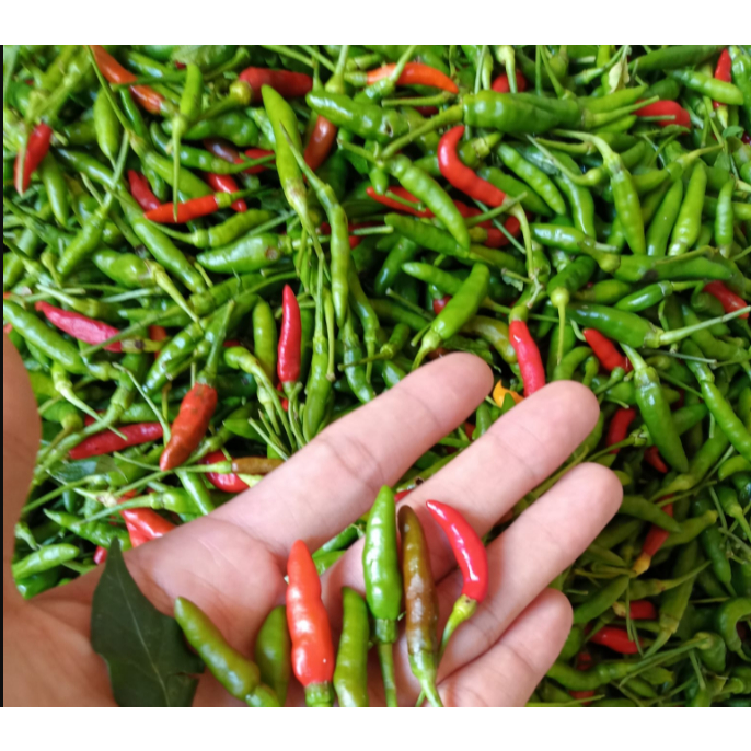 

Cabe Rawit Segar / Cabai kecil / Cabe Rawit asli Petani Kuningan
