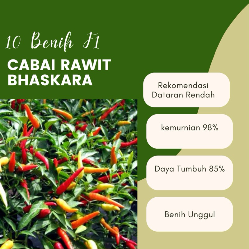 10 Biji Benih Cabai Rawit F1 Bhaskara Benih unggul cabe bhaskara