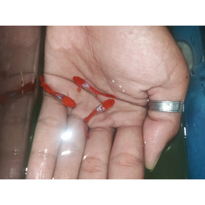 hiasan aquarium ikan guppy albino gen koi sepasang