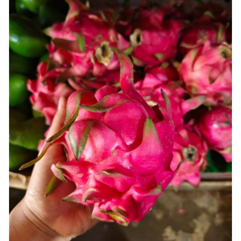 

BUAH NAGA GRADE A KAYA ANTIOKSIDAN - HARGA PER 1KG READY TIAP HARI