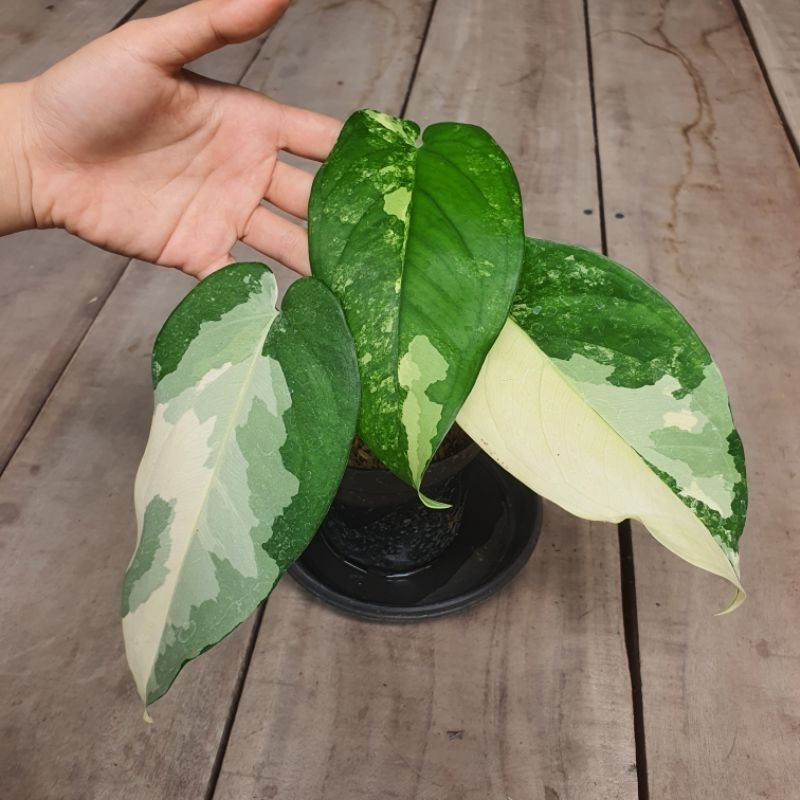 Syngonium Chiapense Variegata Singonium Ciapense Varigata