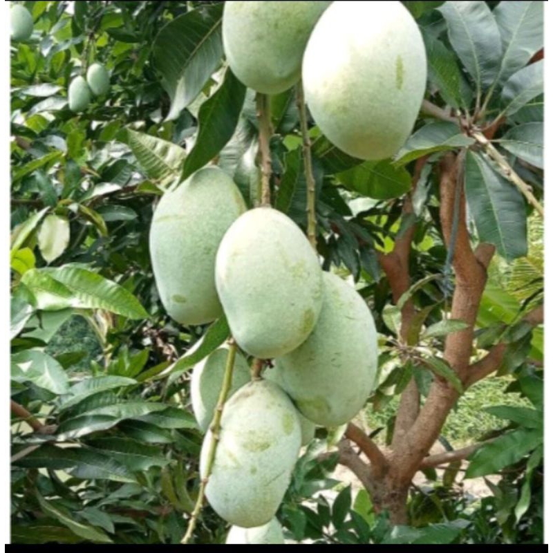 

MANGGA 1kg