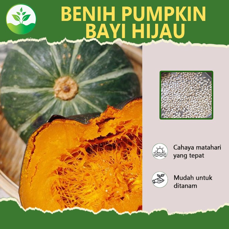 Benih sayuran berkualitas tinggi Labu Jepang Bibit Labu Benih Sayuran