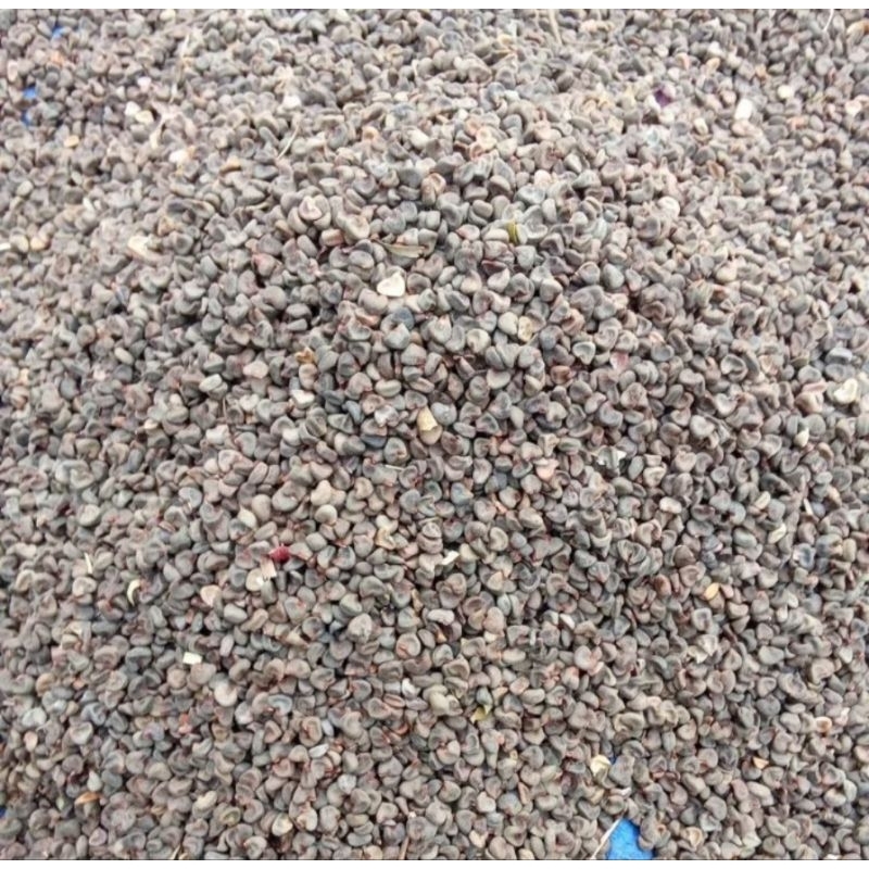 

Benih Rosella Merah Jumbo Berat 100 Gram