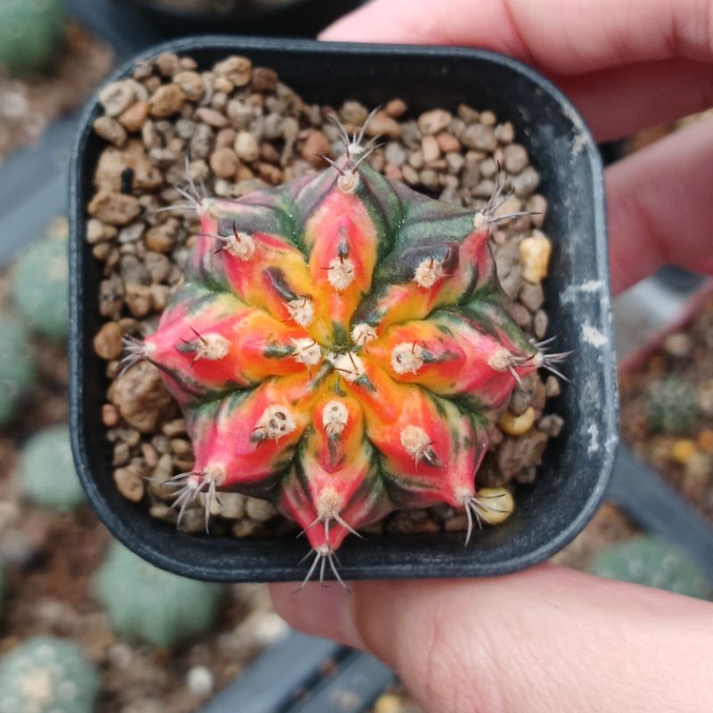 Gymnocalycium T31115 | Kaktus