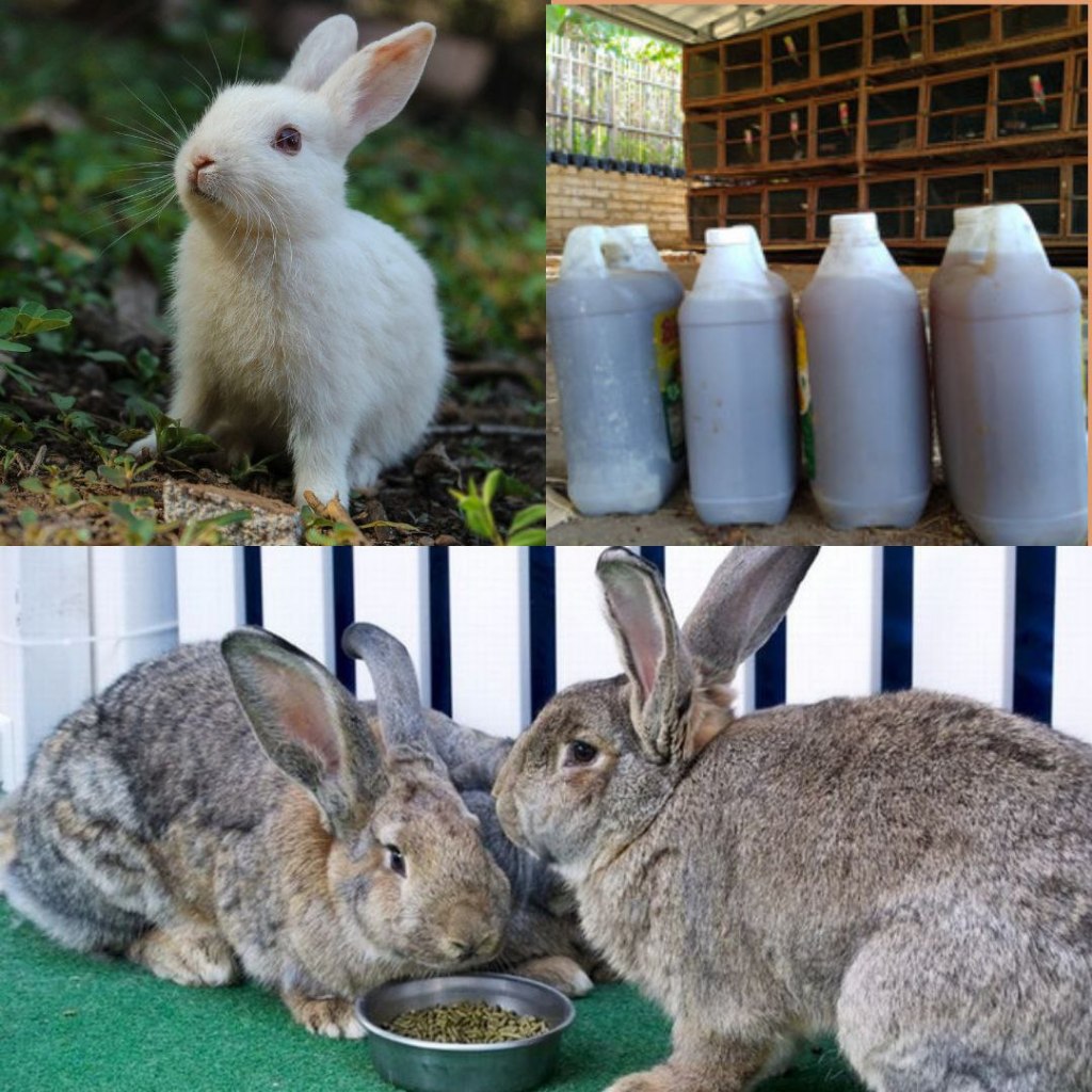 LANGSUNG PETERNAK.. Urin kelinci murni, urine kelinci fermentasi, pupuk urin kelinci fermentasi