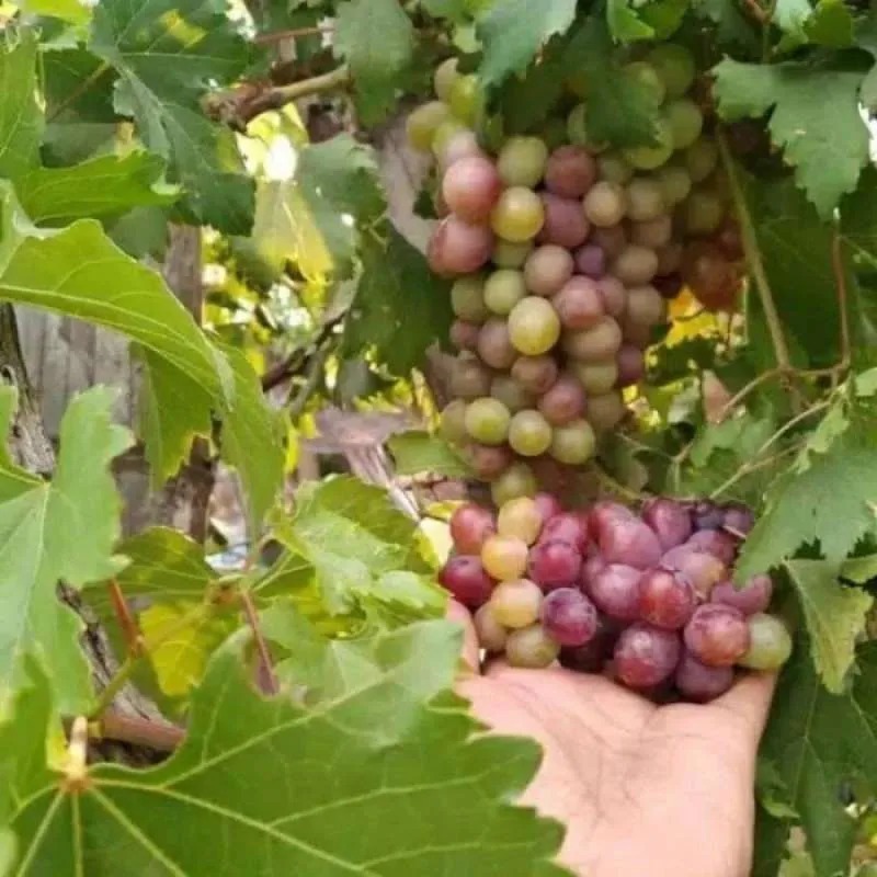 Tanaman Anggur Red Caroline Anggur Import Manis