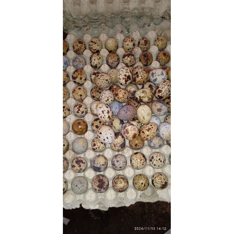 

telur puyuh konsumsi per 10 butir